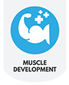 Muscle Development